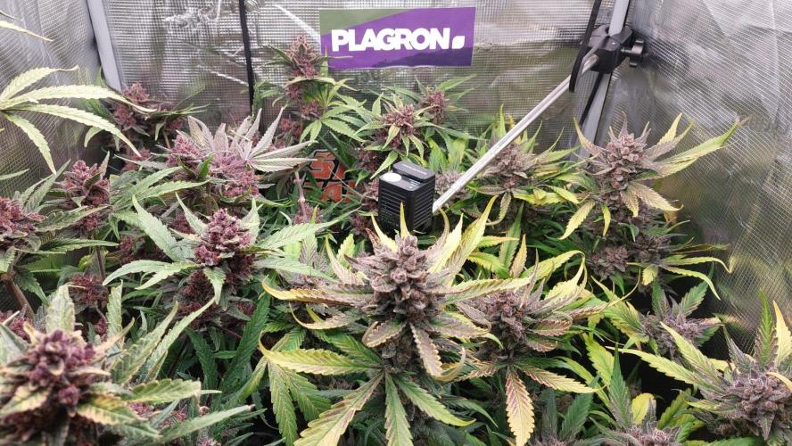 Purple Lemonade Auto RF3. Week 12