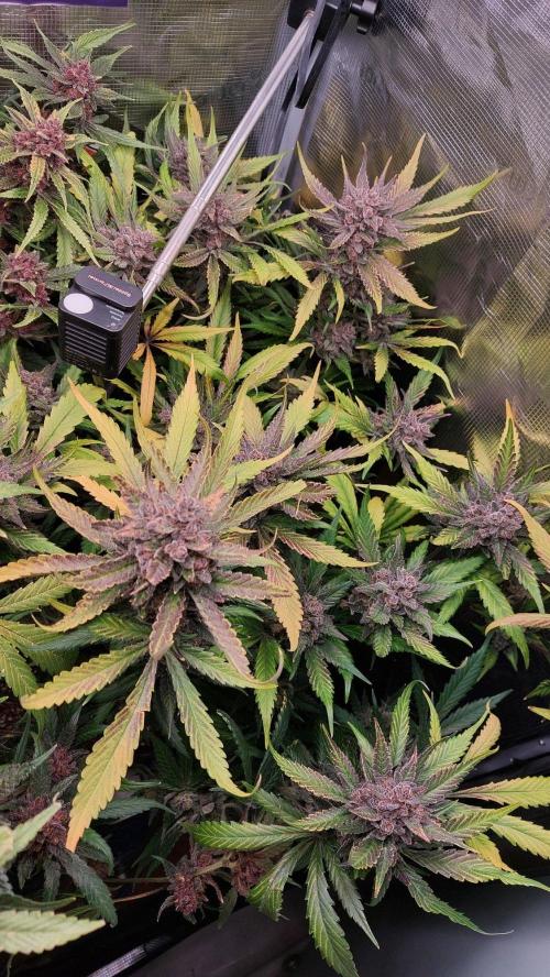 Purple Lemonade Auto RF3. Week 12