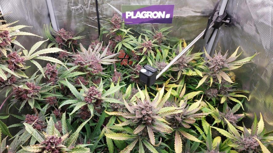 Purple Lemonade Auto RF3. Week 12