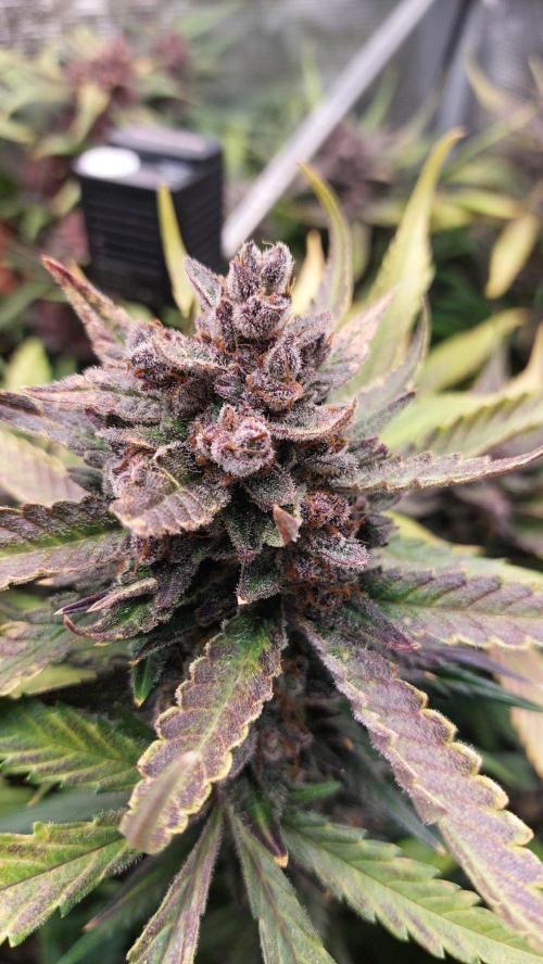 Purple Lemonade Auto RF3. Week 12