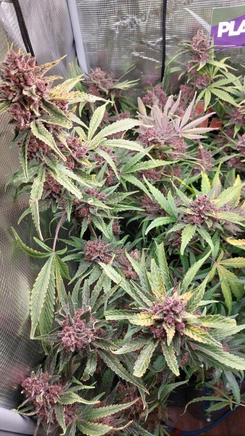 Purple Lemonade Auto RF3. Week 12