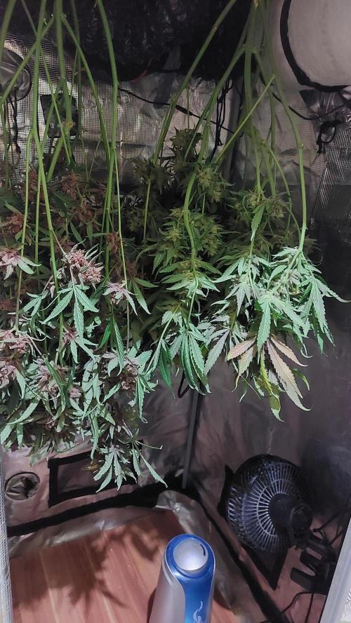 Purple Lemonade Auto RF3. Week 13