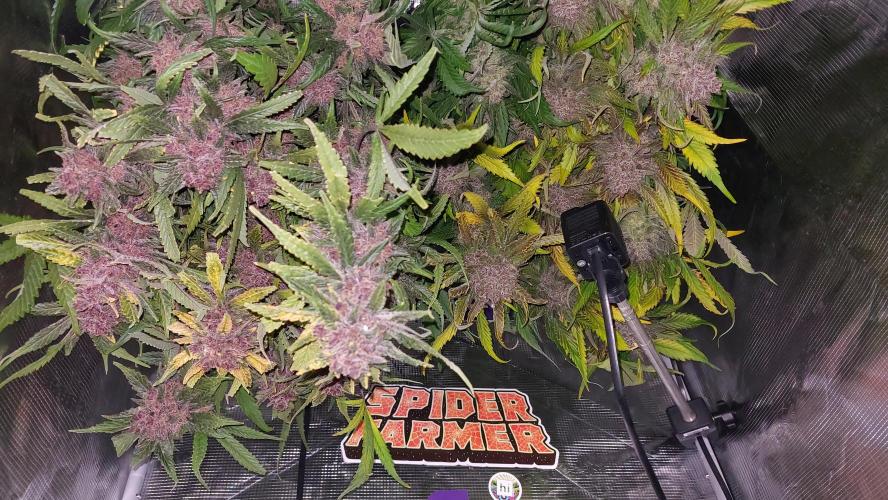 Purple Lemonade Auto RF3. Week 13
