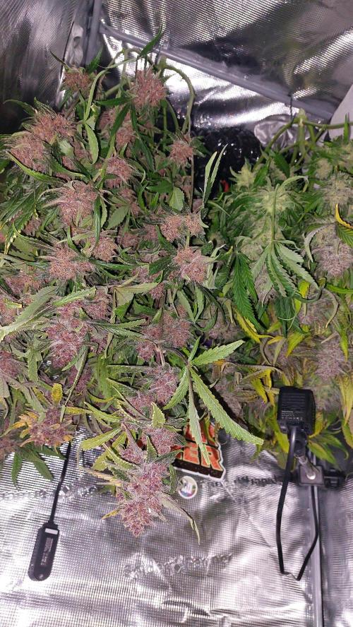 Purple Lemonade Auto RF3. Week 13
