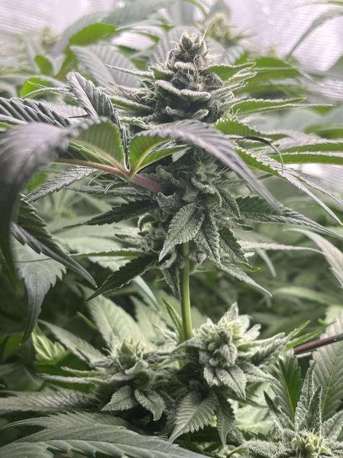 OG Kush. Week 15