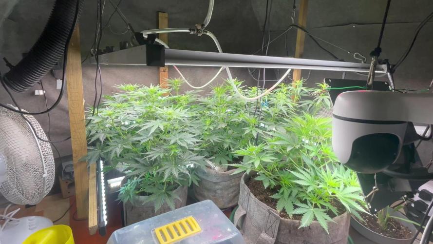 Fastbuds Vs Dutch passion