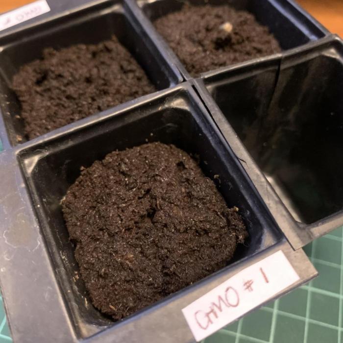 GMO Auto - Barney’s Farm. Week 0 - Germinated in wet tissue, then added to root riot cubes once they’ve opened 