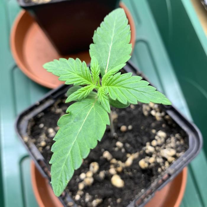 GMO Auto - Barney’s Farm. Week 2