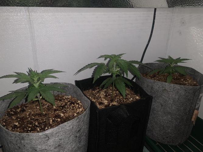 GMO Auto - Barney’s Farm. Week 3 - Two in 8L fabric pots and one in 5L fabric pot 