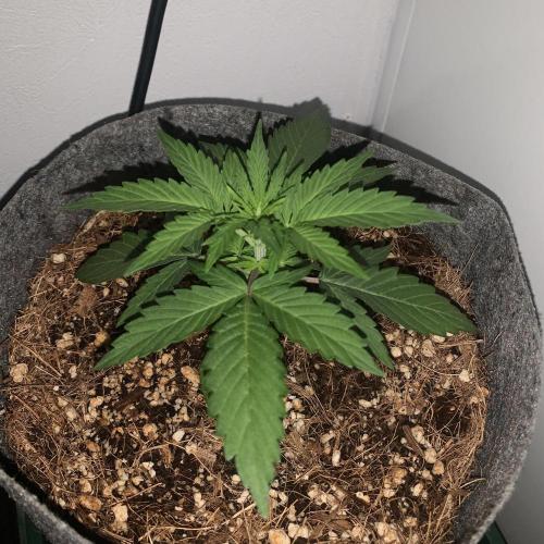 GMO Auto - Barney’s Farm. Week 3