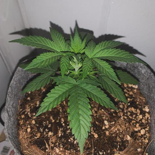 GMO Auto - Barney’s Farm. Week 3