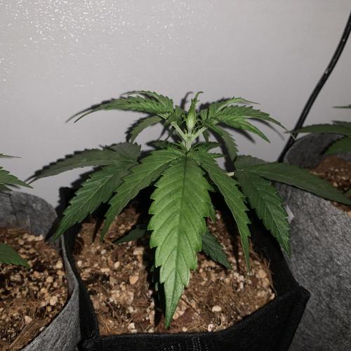 GMO Auto - Barney’s Farm. Week 3
