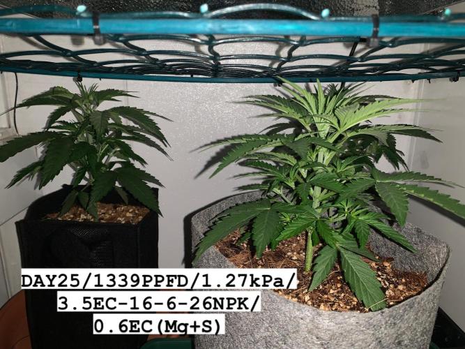 GMO Auto - Barney’s Farm. Week 4