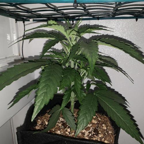 GMO Auto - Barney’s Farm. Week 4