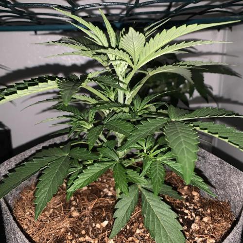 GMO Auto - Barney’s Farm. Week 4