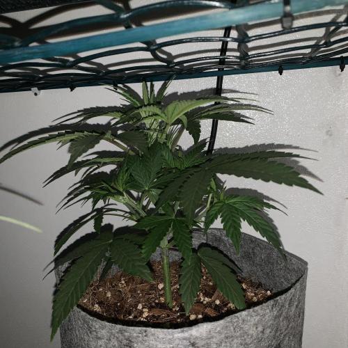 GMO Auto - Barney’s Farm. Week 4