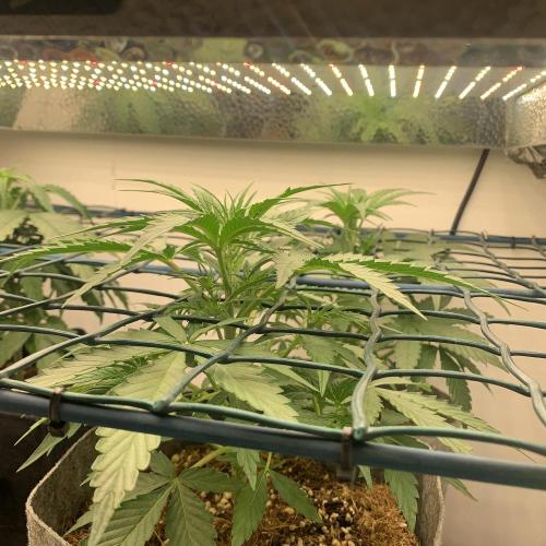 GMO Auto - Barney’s Farm. Week 5