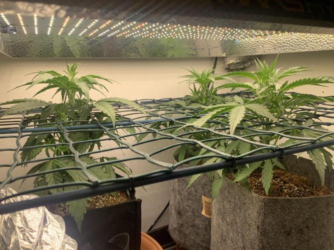 GMO Auto - Barney’s Farm. Week 5