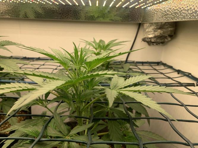 GMO Auto - Barney’s Farm. Week 5