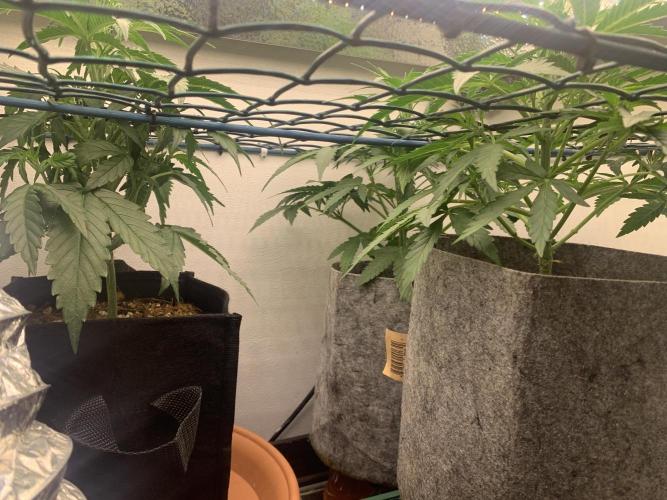 GMO Auto - Barney’s Farm. Week 5