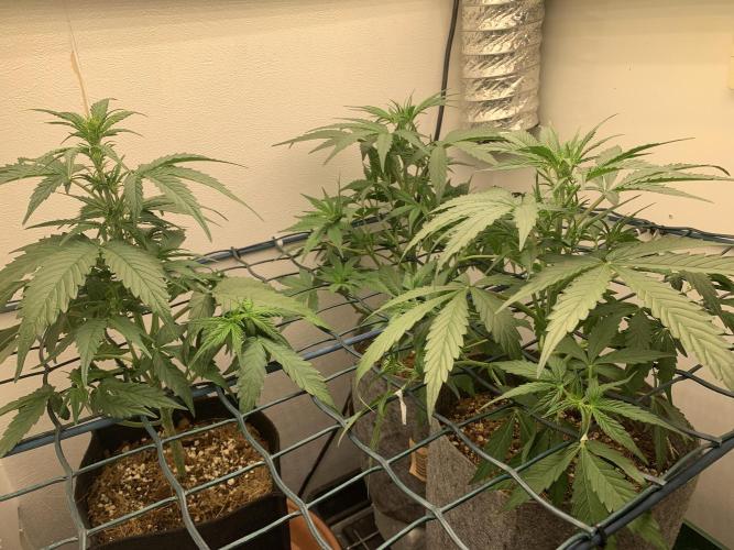 GMO Auto - Barney’s Farm. Week 6