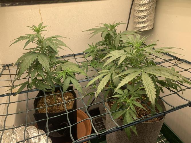 GMO Auto - Barney’s Farm. Week 6