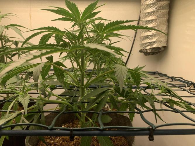 GMO Auto - Barney’s Farm. Week 6