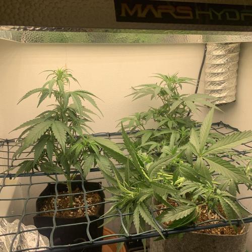 GMO Auto - Barney’s Farm. Week 6