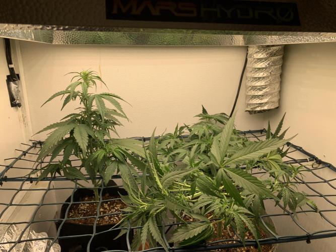 GMO Auto - Barney’s Farm. Week 6