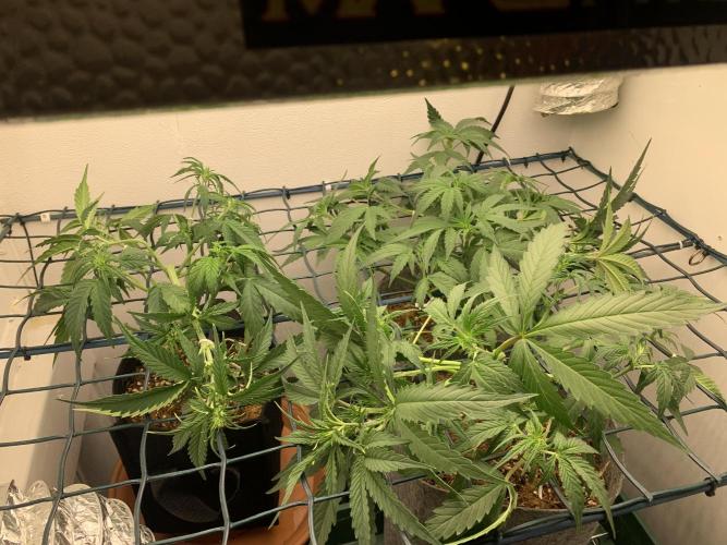 GMO Auto - Barney’s Farm. Week 6