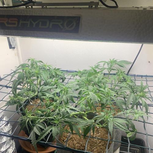 GMO Auto - Barney’s Farm. Week 6