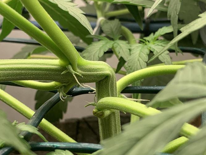 GMO Auto - Barney’s Farm. Week 6