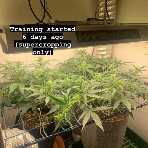 GMO Auto - Barney’s Farm. Week 7