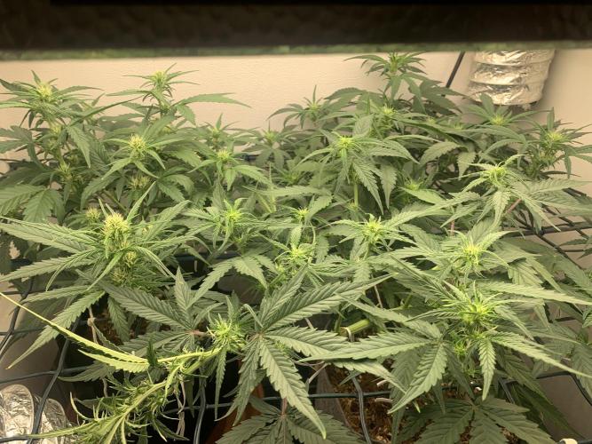 GMO Auto - Barney’s Farm. Week 7