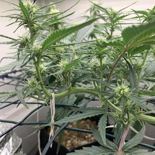 GMO Auto - Barney’s Farm. Week 8