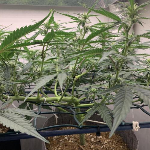 GMO Auto - Barney’s Farm. Week 8