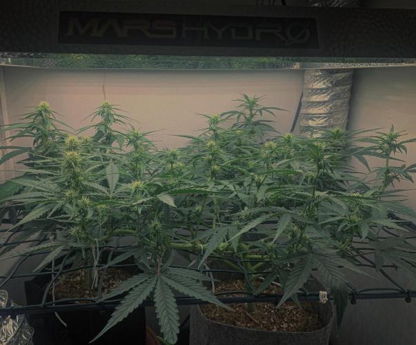 GMO Auto - Barney’s Farm. Week 8