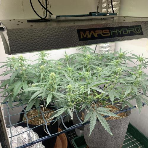 GMO Auto - Barney’s Farm. Week 8