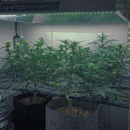 GMO Auto - Barney’s Farm. Week 9