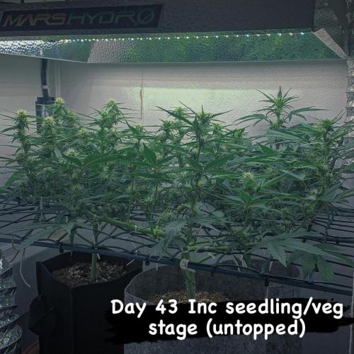 GMO Auto - Barney’s Farm. Week 9