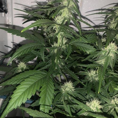 GMO Auto - Barney’s Farm. Week 9