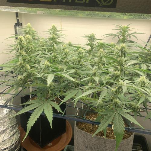 GMO Auto - Barney’s Farm. Week 9