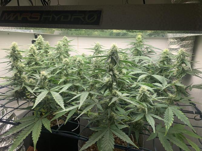 GMO Auto - Barney’s Farm. Week 10