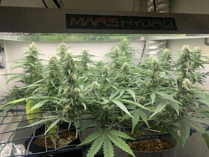 GMO Auto - Barney’s Farm. Week 10