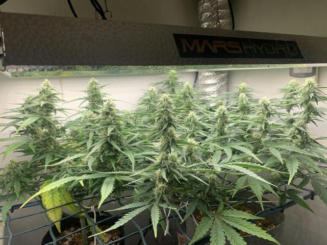 GMO Auto - Barney’s Farm. Week 10