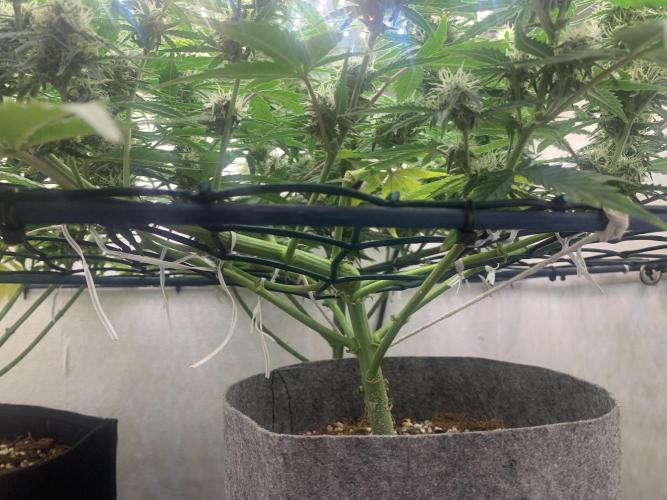 GMO Auto - Barney’s Farm. Week 10