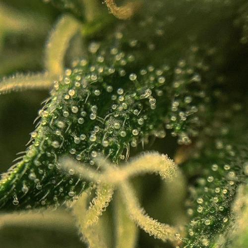 GMO Auto - Barney’s Farm. Week 10