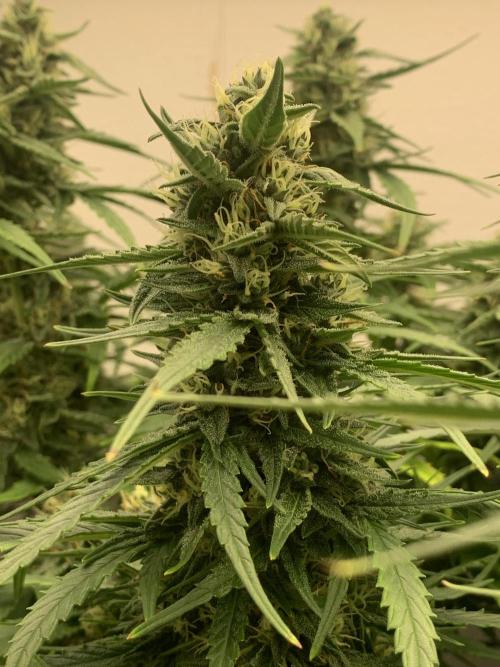 GMO Auto - Barney’s Farm. Week 11