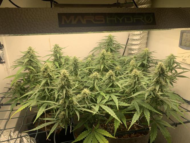 GMO Auto - Barney’s Farm. Week 11