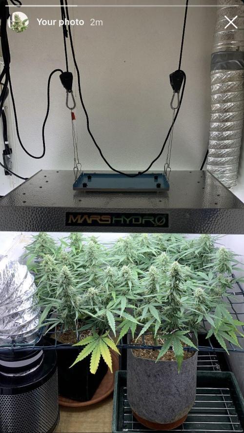 GMO Auto - Barney’s Farm. Week 11